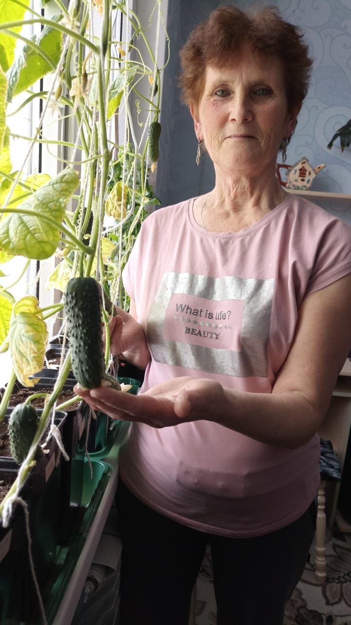 Калмия авылыннан Фирдания апа тәрәзә төбендә кыяр үстерә