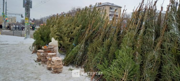 Чаллыда чыршылар сата башлыйлар