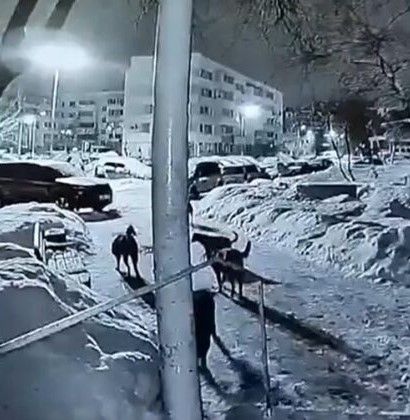 54нче комплекста этләр өере песине ботарлап ташлаган