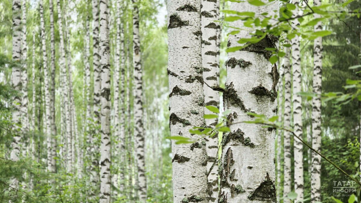 Татарстанда быел 1 727 гектар мәйданда урманнар торгызылган