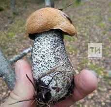 Гаиләләре белән агуланганнар
