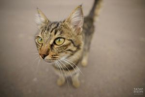 Йорт хайваннарына котыруга каршы бушлай прививка ясыйлар