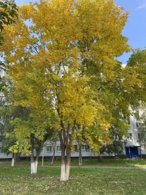 Бүген Чаллыда 19 градус җылы була
