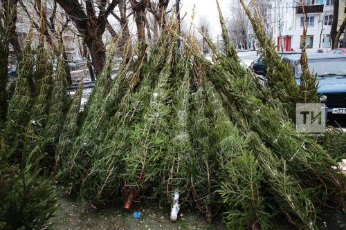 Быел чыршылар ничә сум торачак?