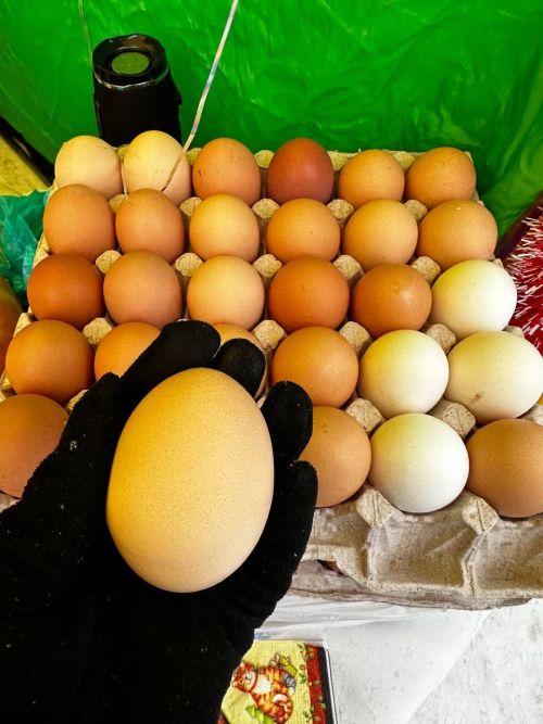 Чаллы мэры авыл хуҗалыгы ярминкәсенә  барды