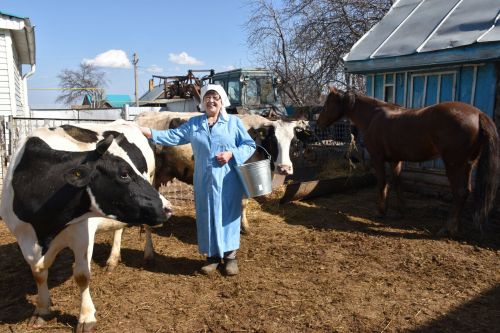 Тукай районы Боерган авылыннан Гөлсәрия Шәйхразиеваның берүзенә унике сыер!