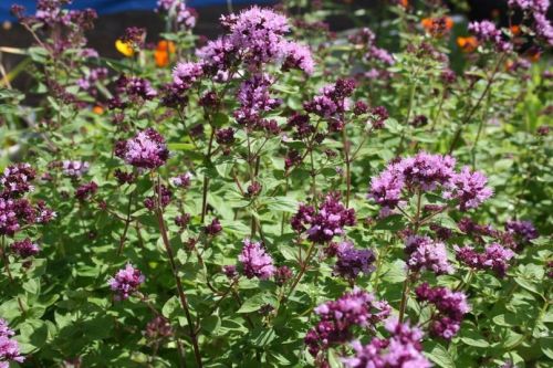 Мәтрүшкә бакчада да үсә