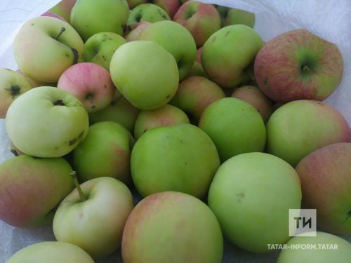 Алманы кышка ничек сакларга?