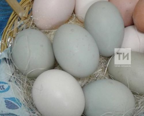 Имунитетны арттыру өчен D витамины файдалы