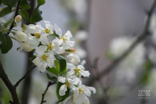 Май бәйрәмнәрендә һава торышының нинди буласын хәбәр иттеләр