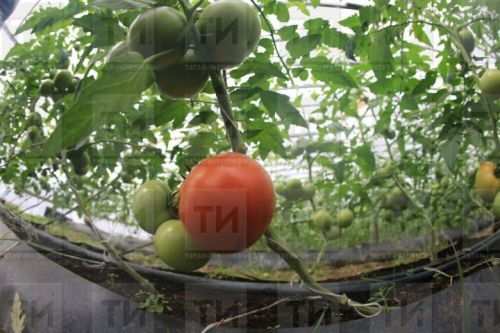 Помидорлар эре булсын өчен нишләргә?