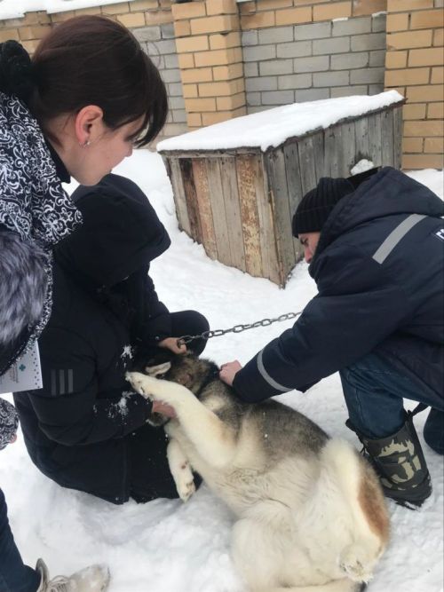 Чаллының Яр буе паркында этләргә чип куячаклар
