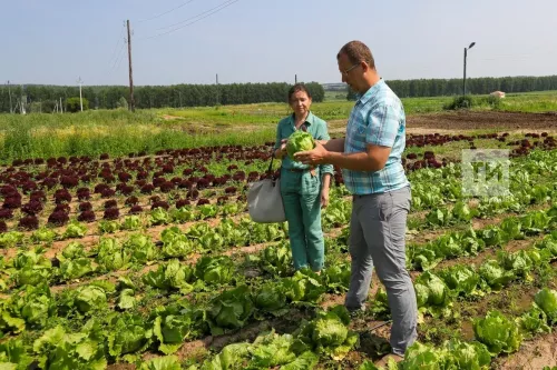 Кәбестәне кара борча басса, нишләргә?