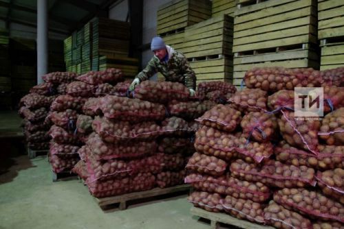Чаллыда ярминкәләрдә 573 тонна бәрәңге сатылган
