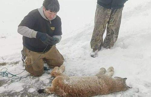 Башкортстанда котыру чирле селәүсен (рысь)  балага һөҗүм иткән
