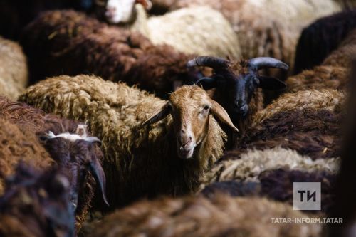 Баш ветеринария идарәсе читтән терлек кертү кагыйдәләре һәм биоиминлек турында искәртте