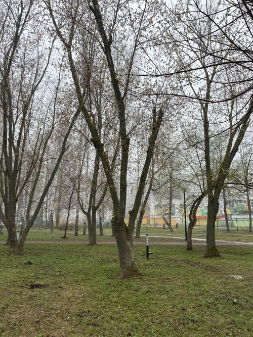 Болытлы көн