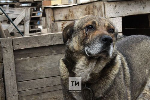 Татарстанда 13 яшьлек балага 3 эт ташланган