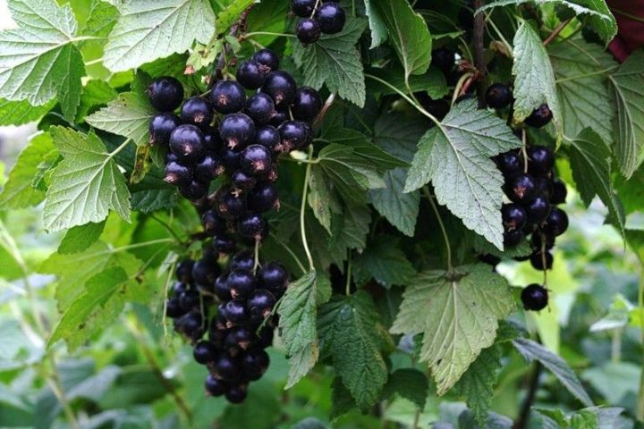 Көннәр җылынуга табигатьтә зарарлы корткычлар активлаша