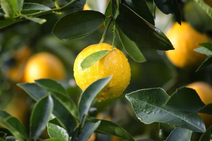 Лимонның файдасы бик күп. Италиядә исә лимон агачы иң матур агач дип санала - ВИДЕО