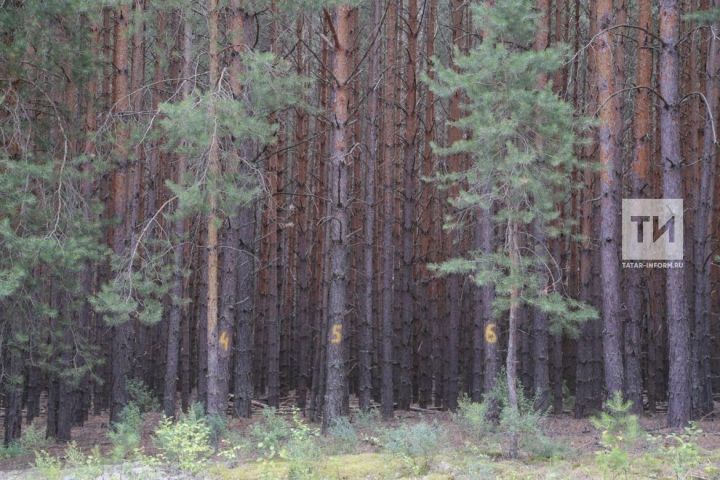 Тукай районы башкарма комитеты урман җирләрен саткан