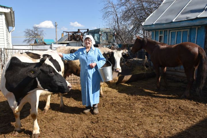 Тукай районы Боерган авылыннан Гөлсәрия Шәйхразиеваның берүзенә унике сыер!