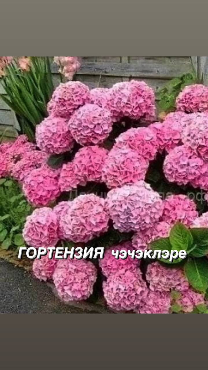 Гортензия чәчәкләрен сезон буе тукландырып тору мөһим