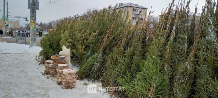 Чаллыда чыршылар сата башлыйлар