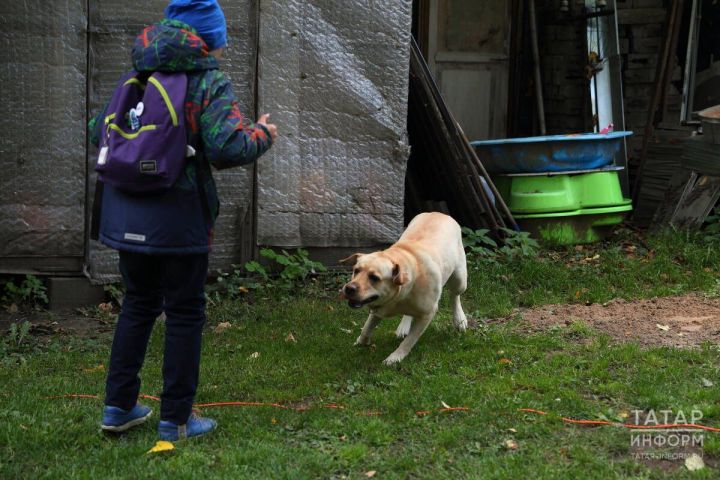 Дума депутаты Николай Валуев хуҗасыз этләрне йоклату яклы