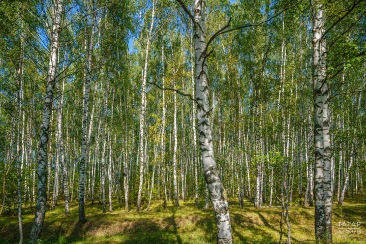 Быел Татарстанда урман  хуҗалыгы өчен 12 берәмлек техника алыначак