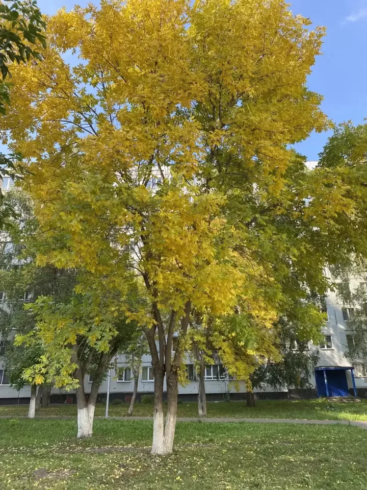 Бүген Чаллыда 19 градус җылы була