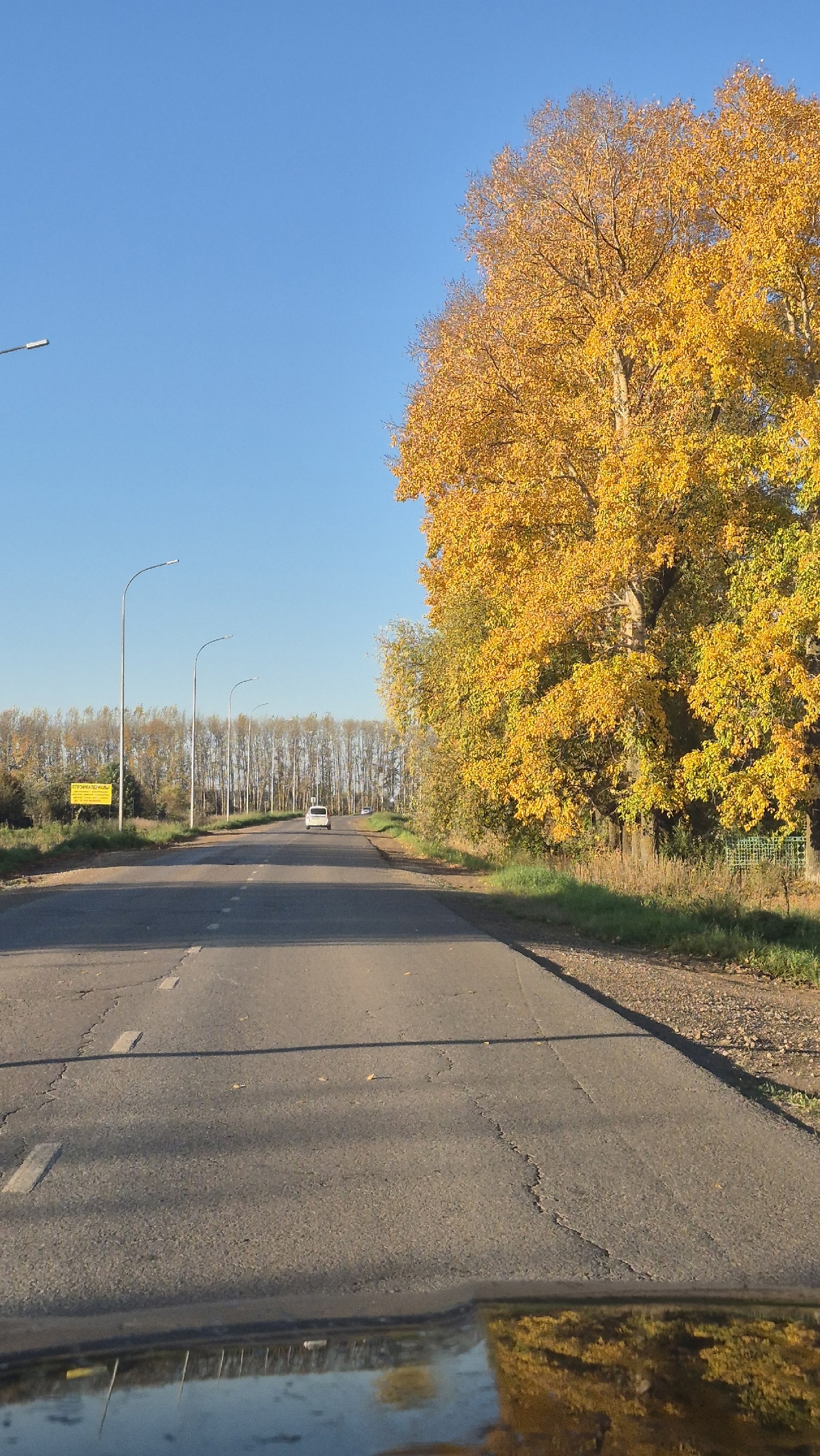 Каен агачлары астан саргаеп яфрак коя башласа, кыш җылы булыр; ә өстән саргая башласа — кыш салкын килер