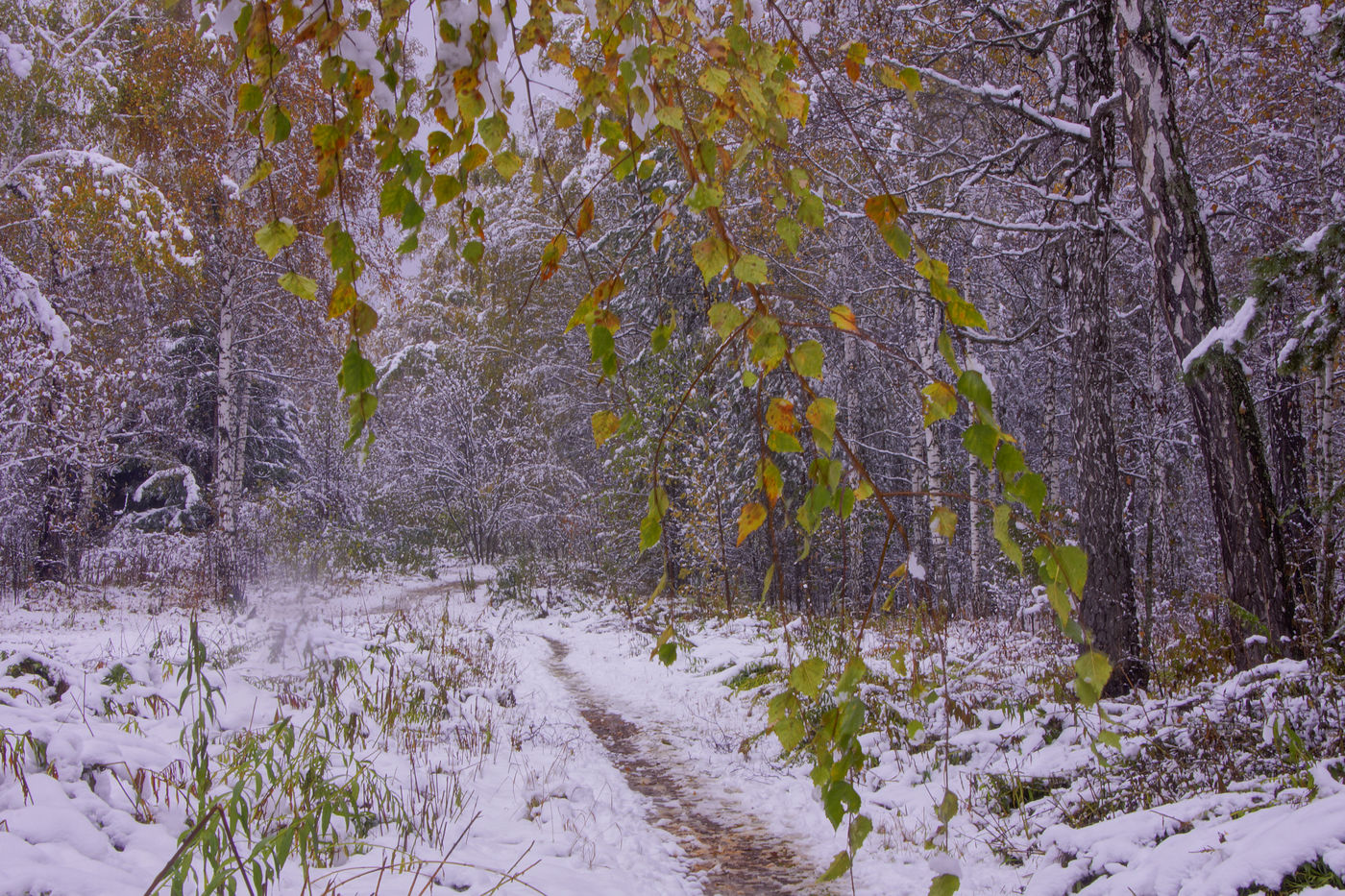 Ноябре выпадет снег. Первый снег. Осень снег. Ноябрь первый снег. Первый снег на Урале.