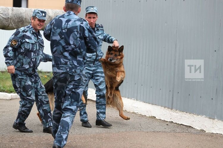 Чаллыда каракларны эт белән таптылар