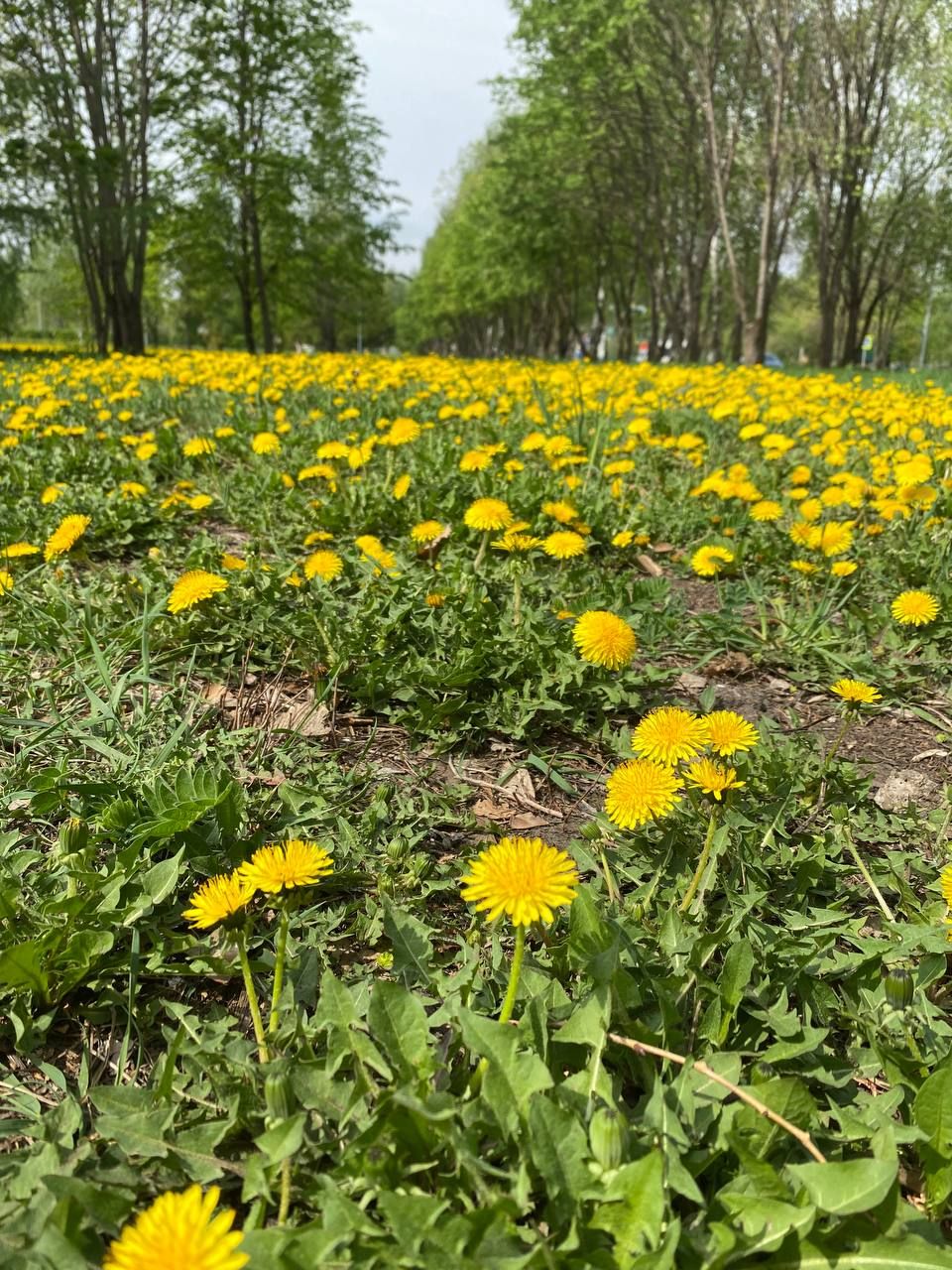 Тузганактан тәмле салат