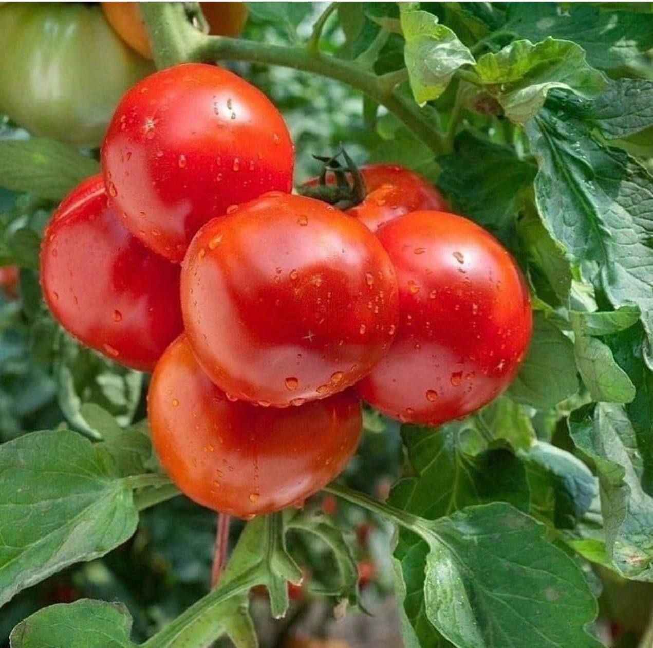 Помидорлар сусыл, итләч булсын дисәгез...