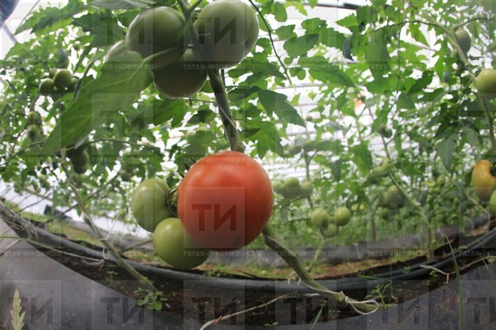 Помидорлар эре булсын өчен нишләргә?