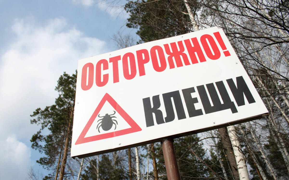 Талпаннар активлаша