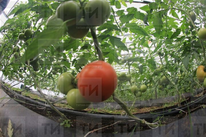 Чәчәкләр һәм помидоларны ничек тәрбияләргә?