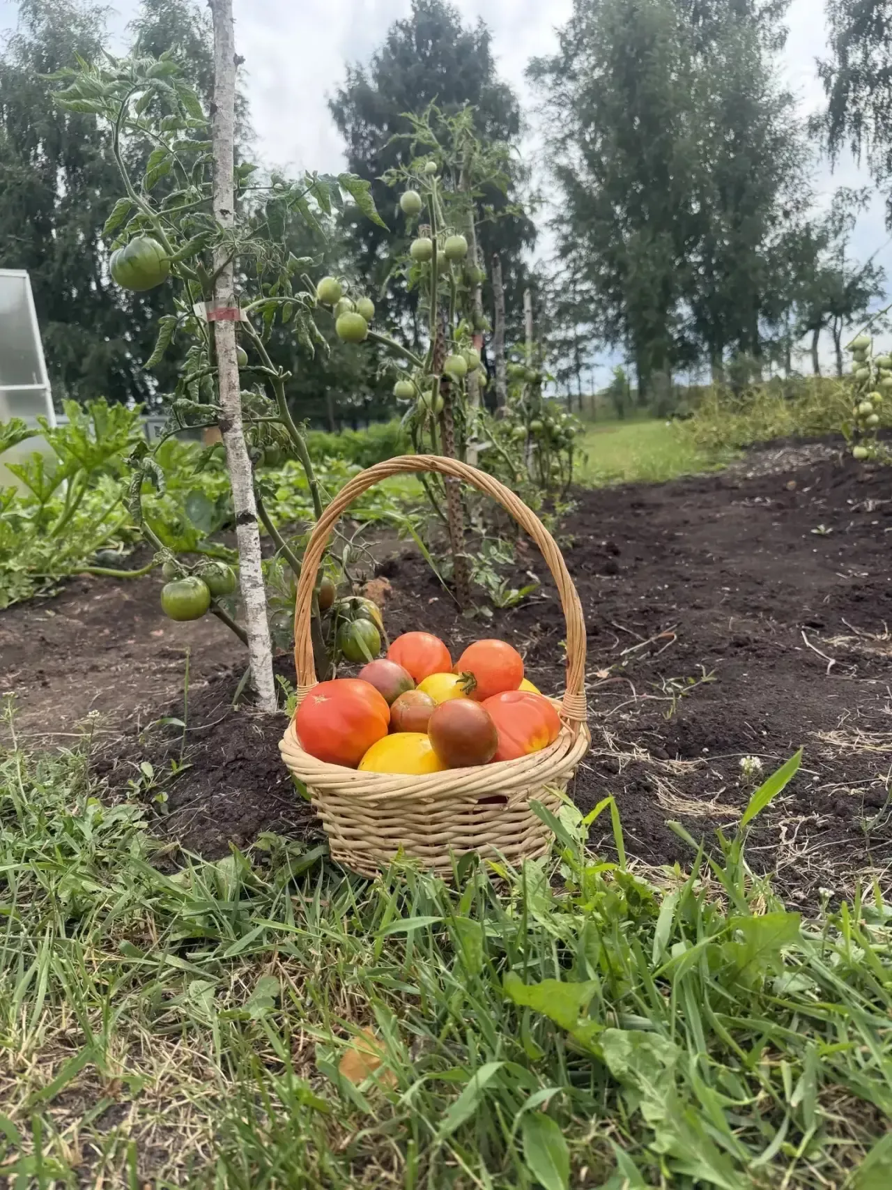 Бүген республикада яңгырлар көтелә