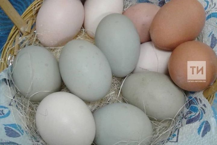 Табиб көнгә ничә йомырка ашарга яраганын әйтте