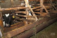 Сыер эченнән акча янчыгы табылган