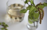 Каен суын кайчан һәм ничек җыярга?