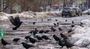 Кара каргалар кайтты