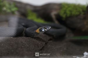Җиләккә барган хатын-кызны елан чаккан