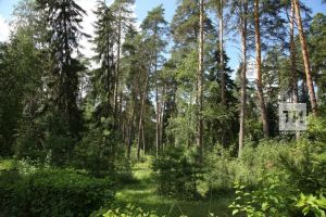 Законсыз урман кисүчеләрне тоттылар