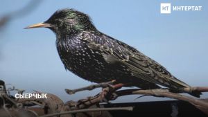 Сыерчыклар турында кызыклы фактлар