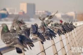 Күгәрчен ашаткан өчен — штраф