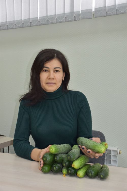 Тукай районы эшмәкәре: «Көненә 300 кг кыяр җыеп алган чак та бар»