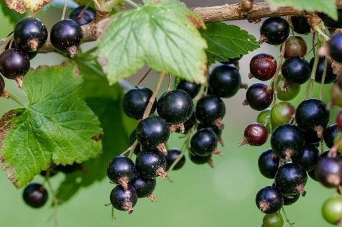 Апрельдә карлыган куагына нәрсә сибәргә?